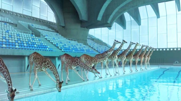 high-diving-giraffes-image10